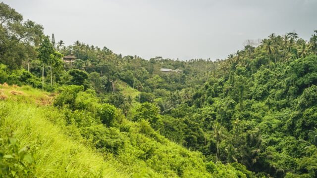 Brazilija ragina ES atidėti naują kovos su miškų naikinimu įstatymą, baimindamasi prekybos nuosmukio