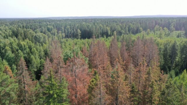 Stichinė nelaimė dėl žievėgraužio tipografo skelbiama ir Rokiškio rajono savivaldybėje