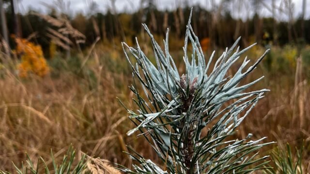 Miškininkus ir medžiotojus vienijančios akcijos „Medžiotojas ir medelis“ metu apsaugota apie 400 tūkst. medelių